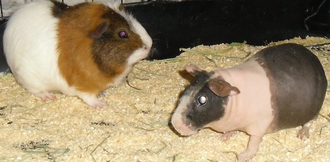 Brian (full HET on Left) and Bessy the Skinny Pig